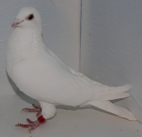 Minimum Age for Training a Homing Pigeon